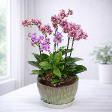 호접(오렌지혼합)