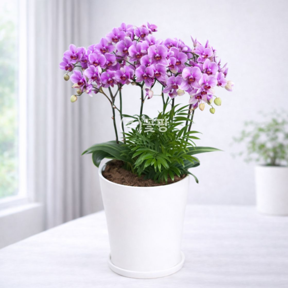 호접(해피플러스)